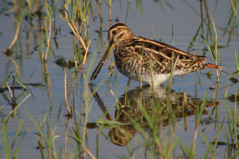 Becadell comú (Gallinago gallinago)