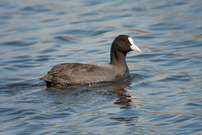 Fotja vulgar (Fulica atra)