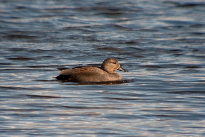 Anec Griset (Anas strepera)