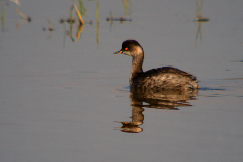 Cabussó collnegre. Podiceps nigricollis