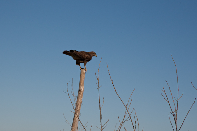 Aligot comú (Buteo buteo) 1de3