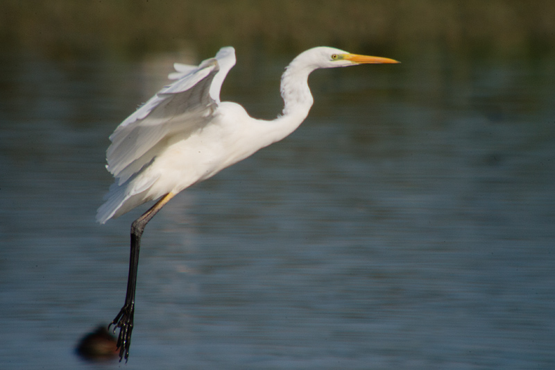 Agró blanc (Egretta alba)