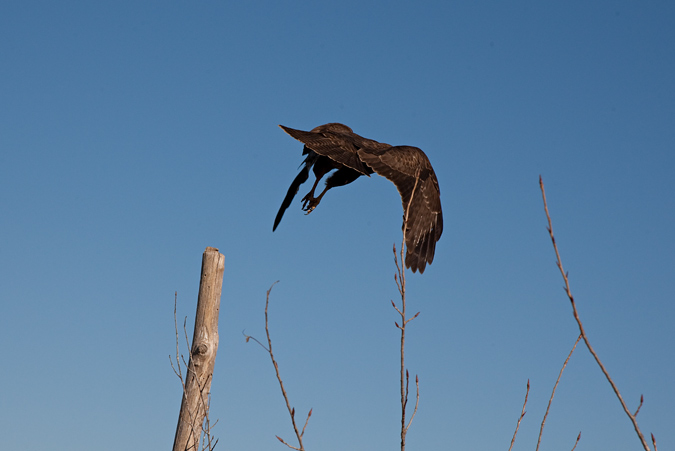 Aligot comú (Buteo buteo) 3de3