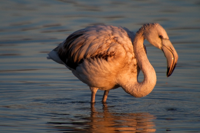 Flamenc (Phoenicopterus roseus)  3de3