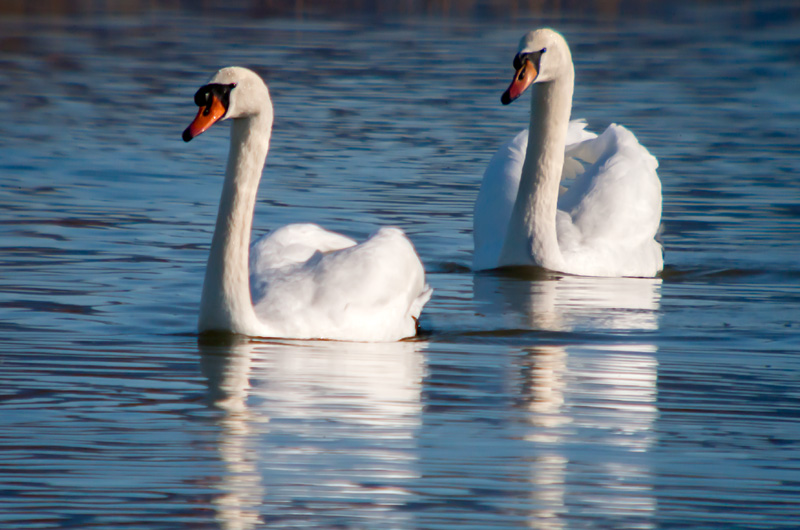 Cigne mut (Cygnus olor)