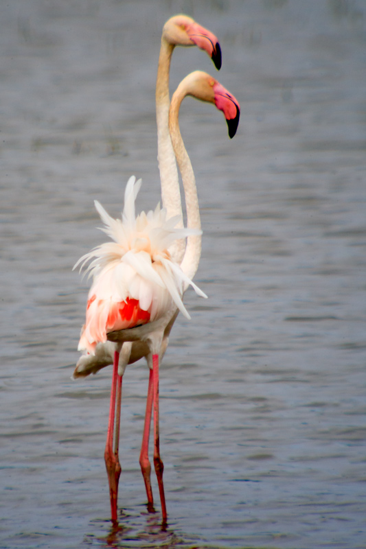 Flamenc (Phoenicopterus ruber)