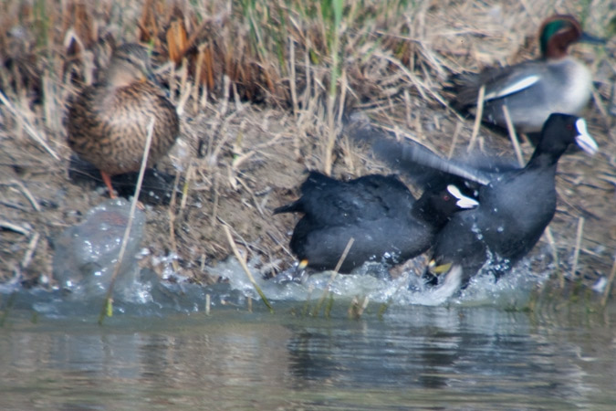 Fotja vulgar (Fulica atra)  2de6