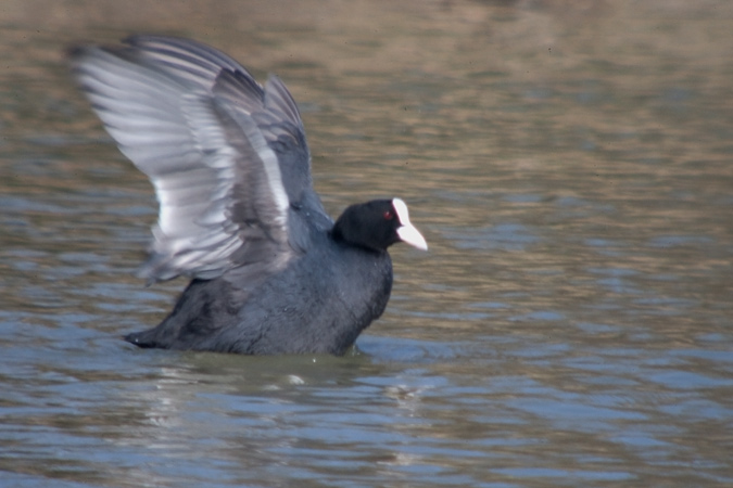 Fotja vulgar (Fulica atra)  4de6