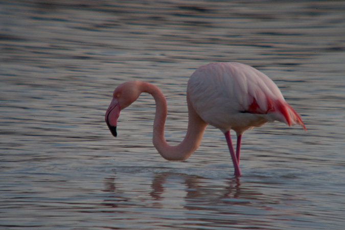 Flamenc (Phoenicopterus roseus)