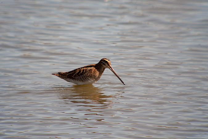 Becadell comú (Gallinago gallinago)