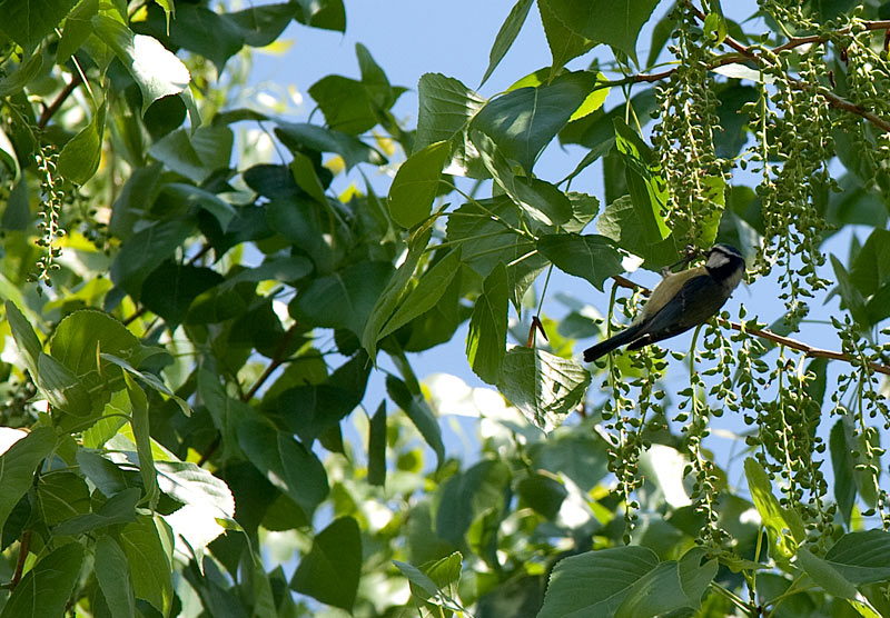 Mallarenga carbonera (Parus major)