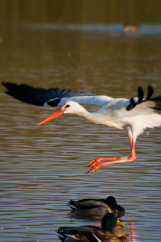 Cigonya blanca (Ciconia ciconia)