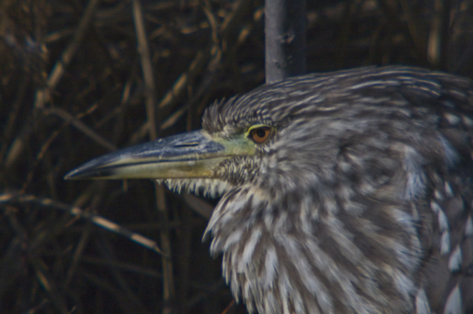 Martinet de nit (Nycticorax nycticorax)