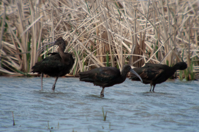 Capó reial (Plegadis falcinellus)