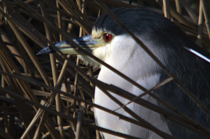 Martinet de nit (Nycticorax nycticorax)