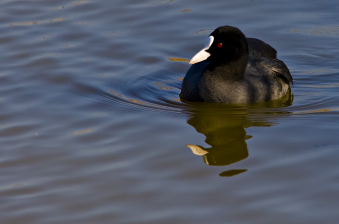 Fotja vulgar (Fulica atra)