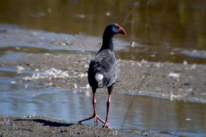 Polla blava (Porphyrio porphyrio)