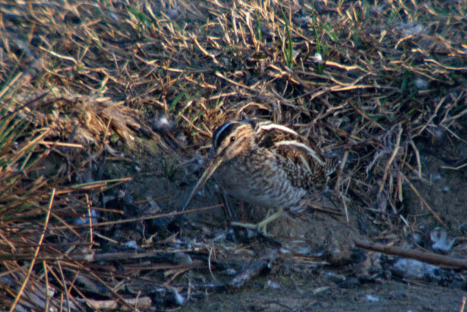 Becadell comú (Gallinago gallinago)