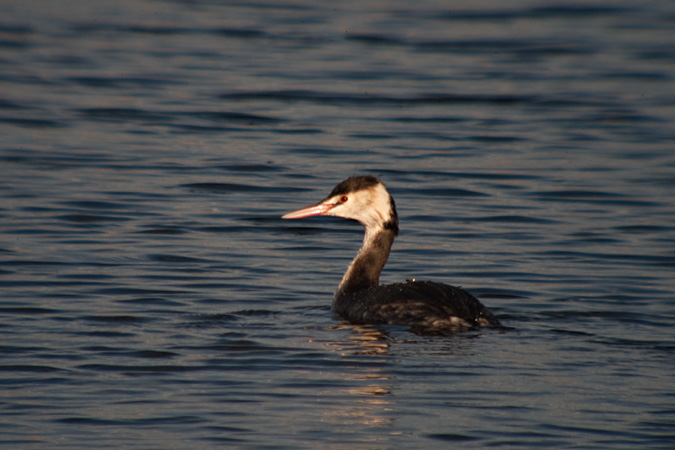 Cabussó emplomallat (Podiceps cristatus)