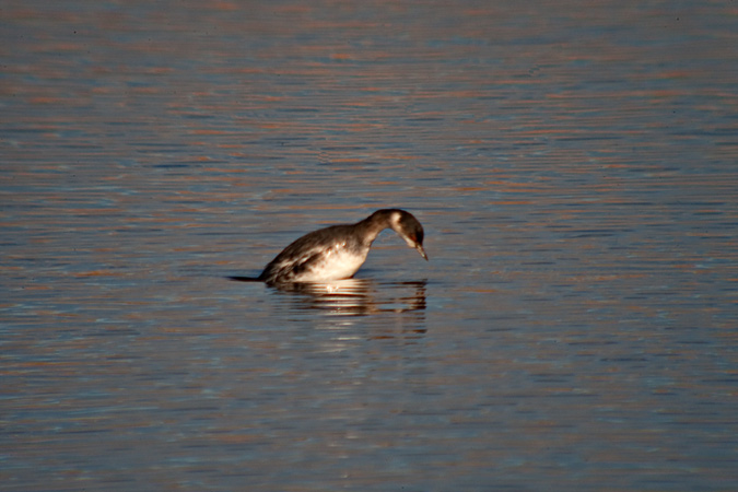 Cabussó collnegre (Podiceps nigricollis)  1de3