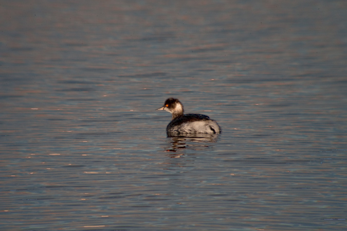 Cabussó collnegre (Podiceps nigricollis)  2de3