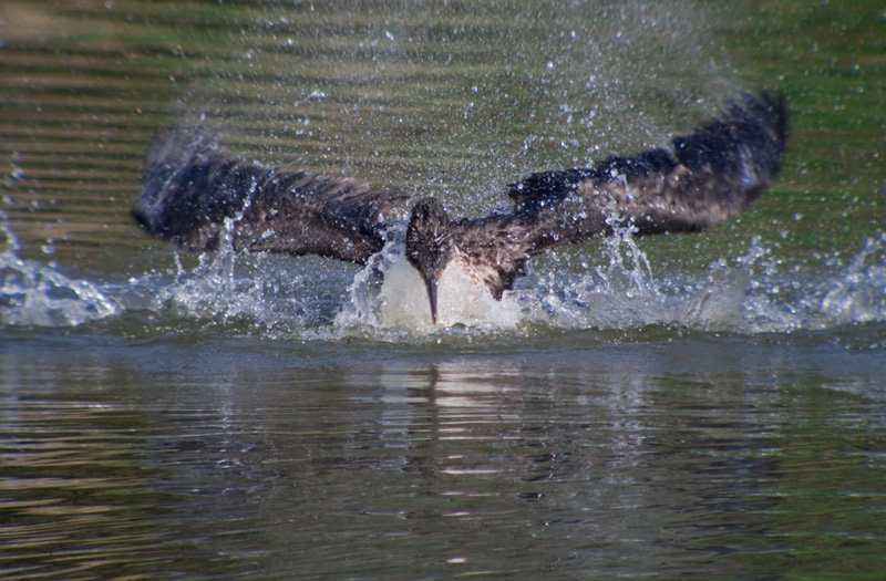 Corb Marí gros (phalacrocorax carbo)