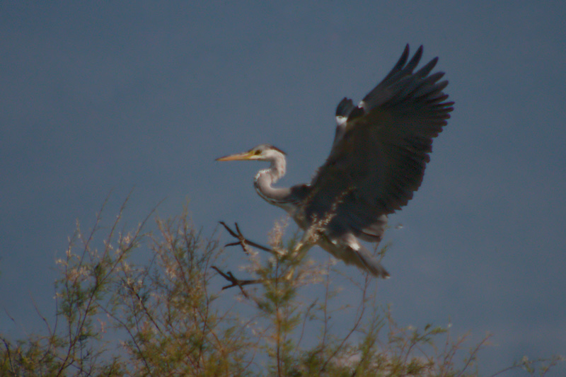 Bernat pescaire (Ardea cinerea)