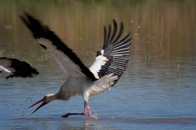 Cigonya (Ciconia ciconia)