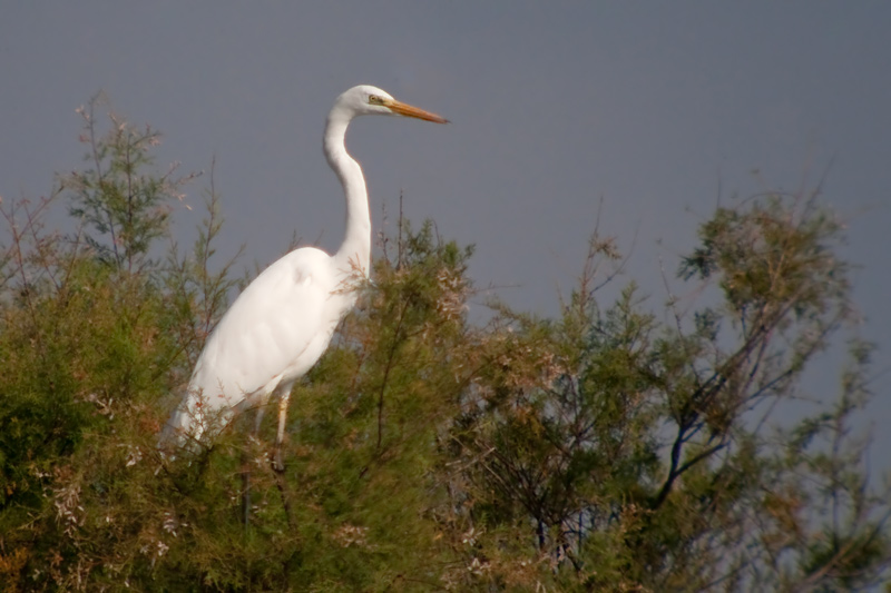 Agró blanc (Ardea alba)