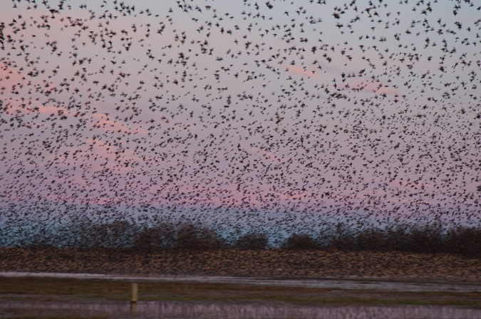 Estornell vulgar (Sturnus vulgaris) 1de5