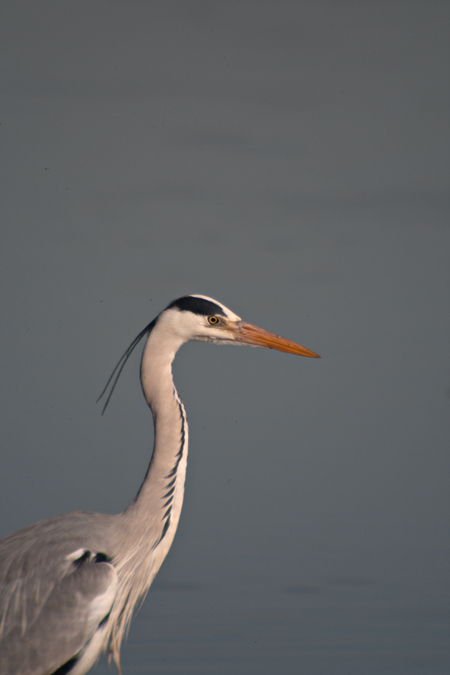 Bernat pescaire (Ardea cinerea) 1de2