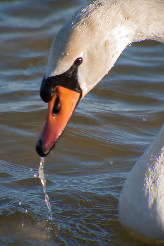 Cigne mut (Cygnus olor)