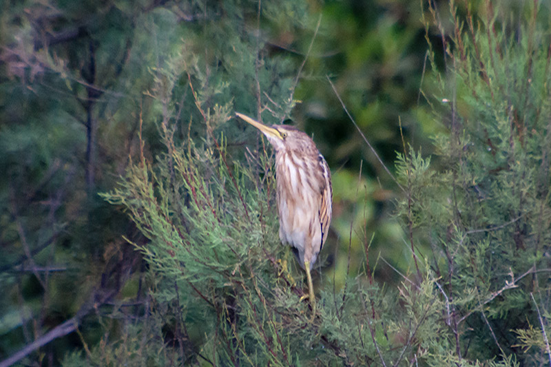 Martinet menut (Ixobrychus minutus) ??