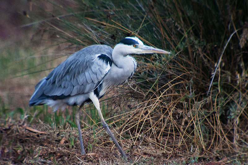 Bernat pescaire (Ardea cinerea)