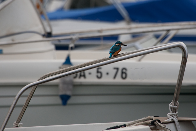 Blauet (Alcedo athis) 2de3