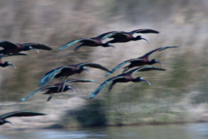 Capó reial (Plegadis falcinellus) 1de2