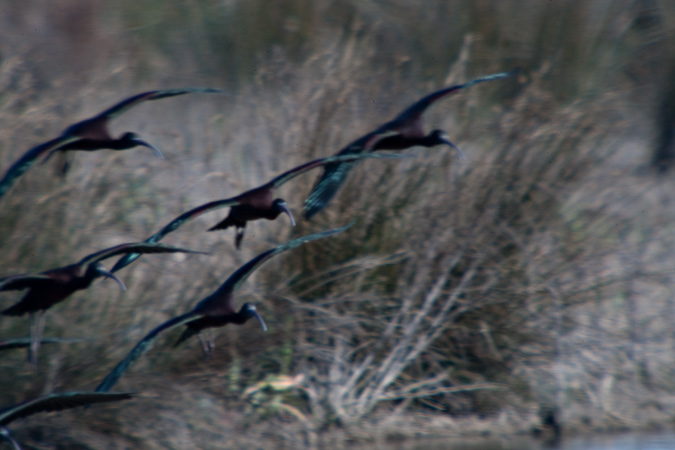 Capó reial (Plegadis falcinellus) 2de2