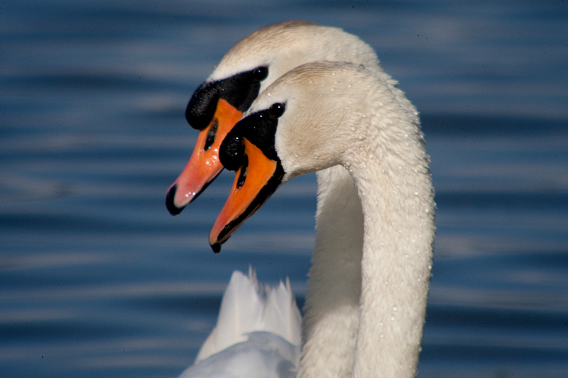 Cigne mut (Cygnus olor)