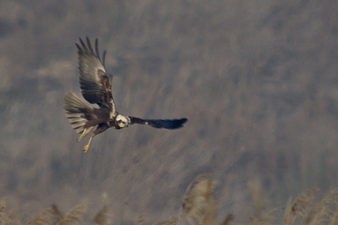 Arpella vulgar (Circus aeruginosus)