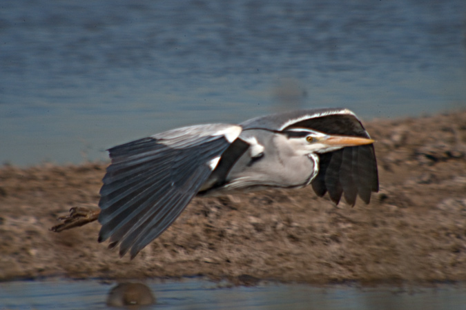 Bernat pescaire (Ardea cinerea)