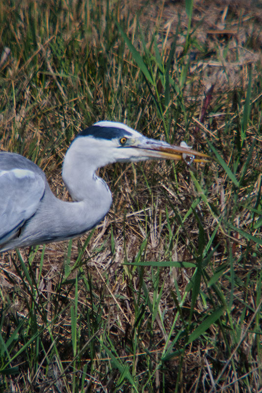 Bernat pescaire (Ardea cinerea)