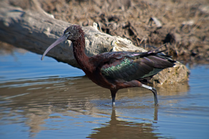 Capó reial (Plegadis falcinellus)