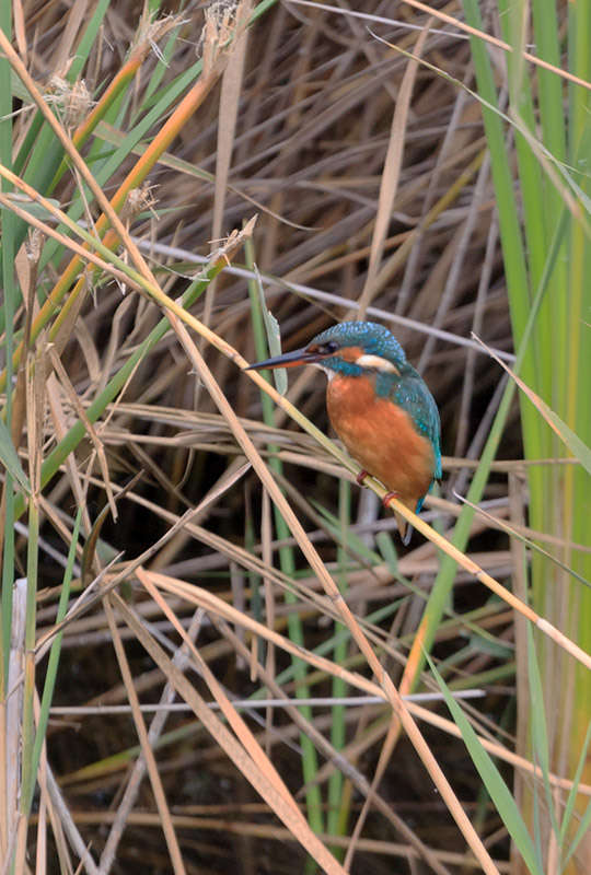 Blauet (Alcedo atthis)