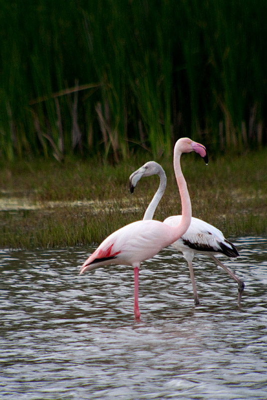 Flamenc rosat (Phoenicopterus roseus)