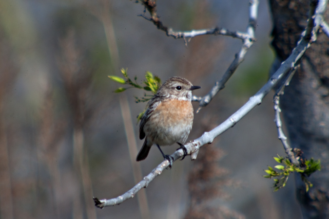 Bitxac comú (Saxsícola torquata)