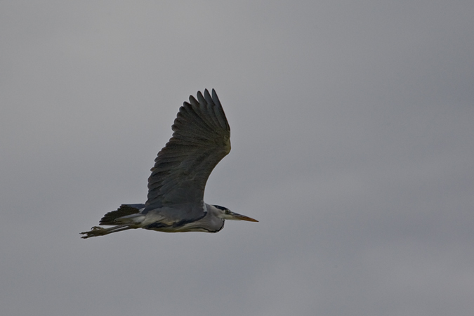 Bernat pescaire (Ardea cinerea)