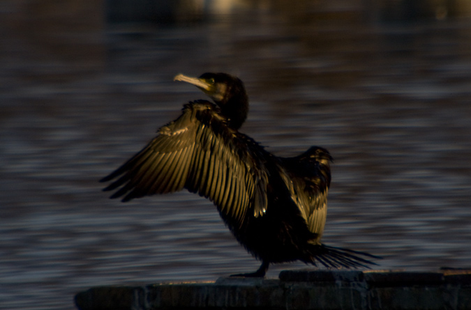 Corb marí gros (Phalacrocorax carbo)