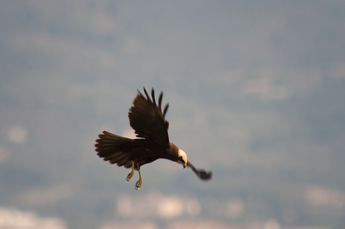 Arpella vulgar (Circus aeruginosus)