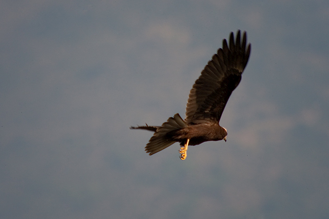 Arpella vulgar (Circus aeruginosus)