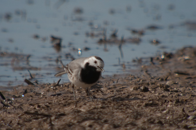 Cuereta blanca (Motacilla alba)